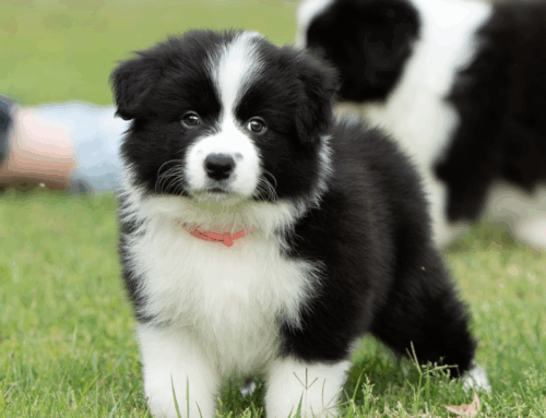 Puppy Training