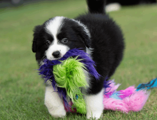 Puppy Play