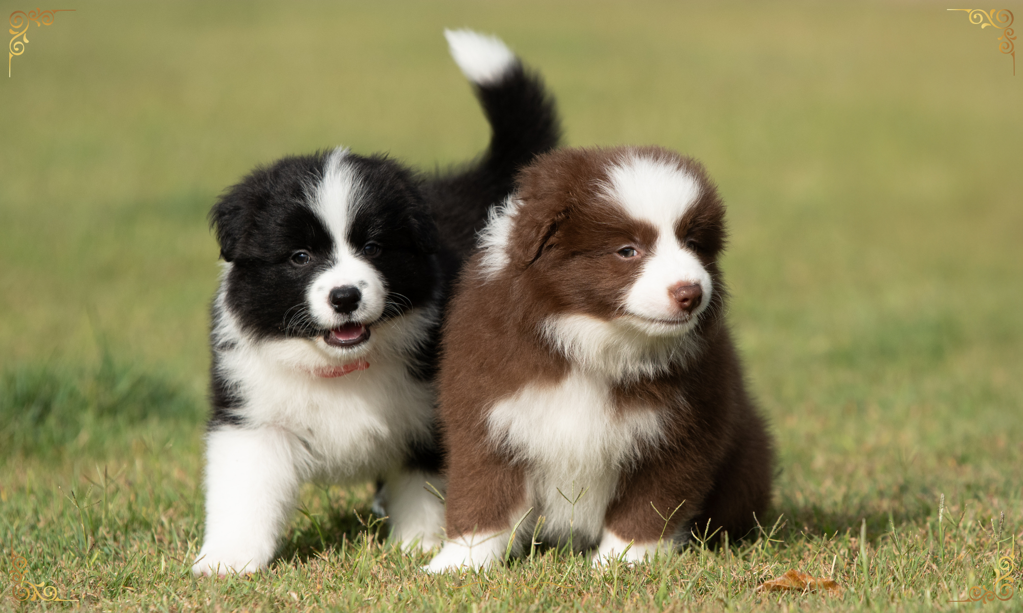 puppies (1)
