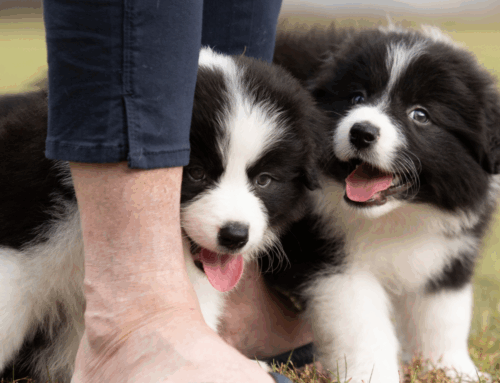 Puppy Routines