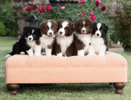 Ten Tips for Raising a Happy, Healthy Puppy